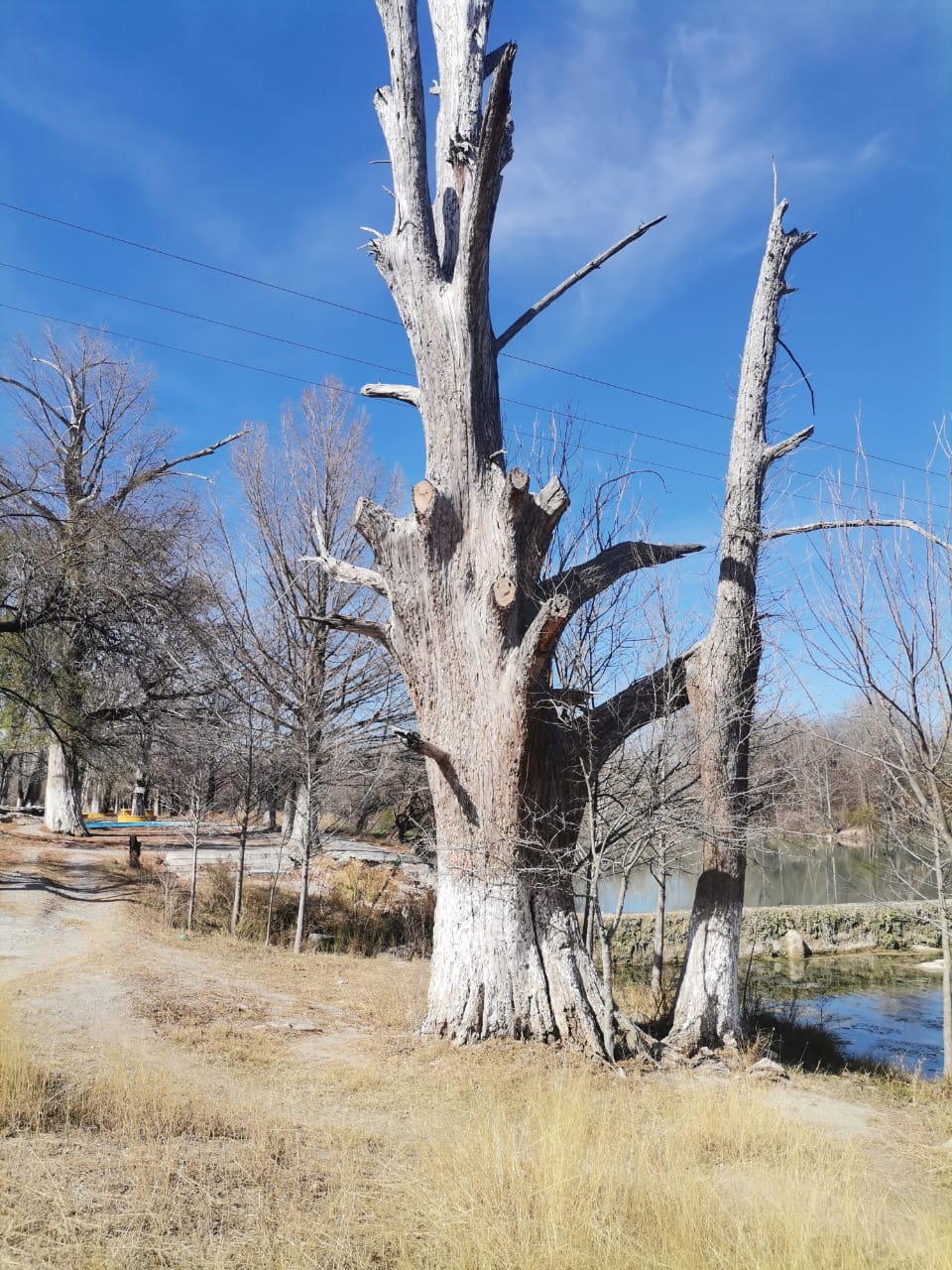 Multan a kikapús por talar árboles en Nueva Rosita