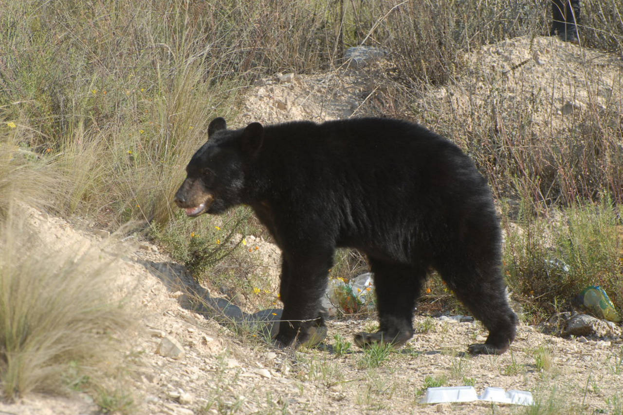 Presentan el fondo para la protección del oso coahuilense