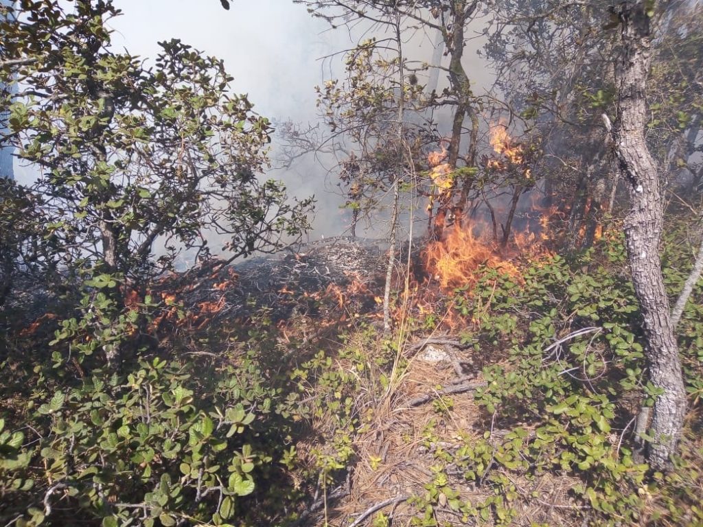  El daño se estima en alrededor de 4 mil hectáreas tras los incendios registrados en la región Sureste.