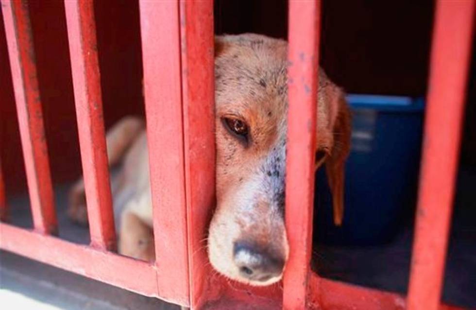 Piden a candidatos respetar leyes en contra del maltrato animal