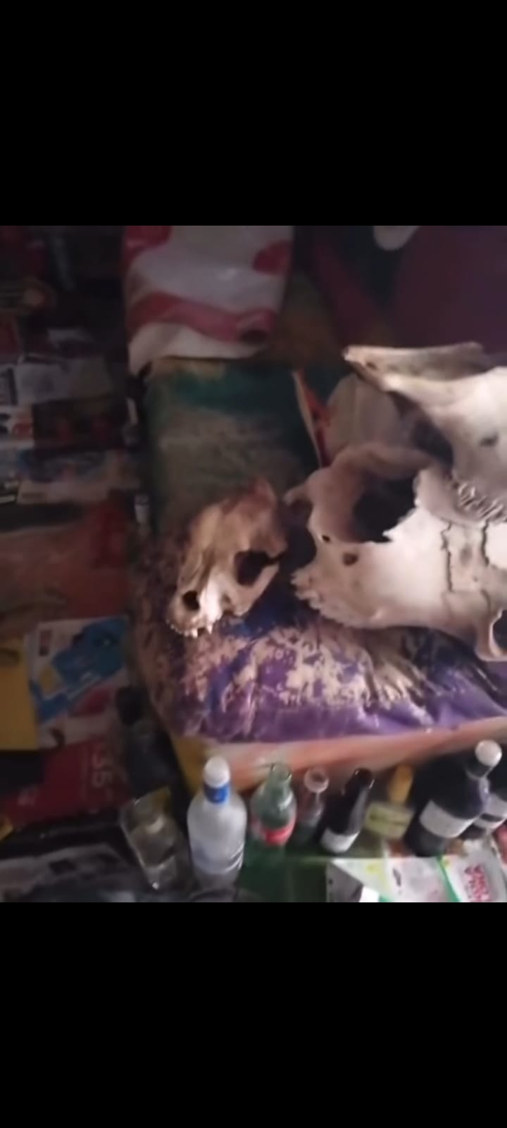 (Video) Localizan domicilio de joven que sacrifica perros en Torreón