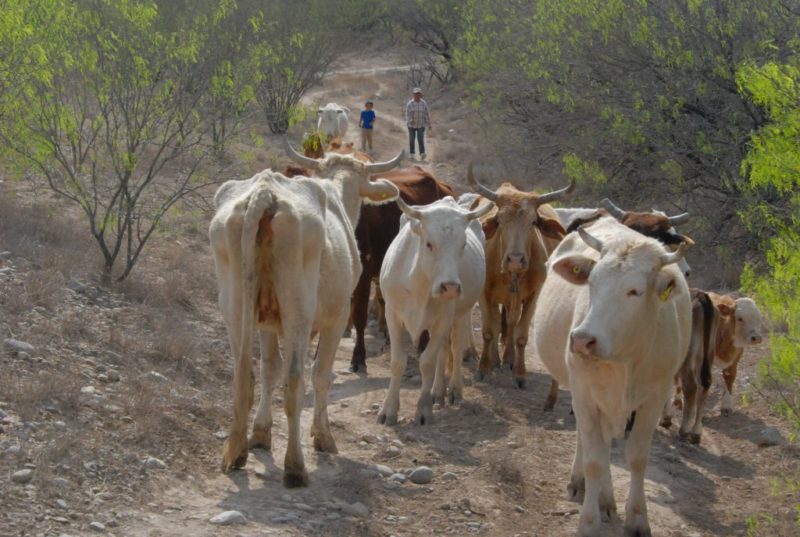 Lluvias han sido insuficientes para recuperar el ganado perdido
