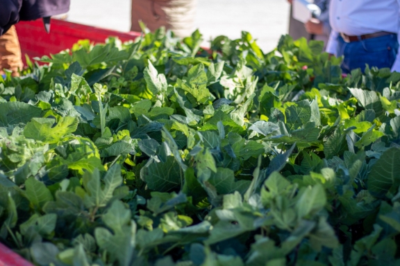 Capacitan a productores para mayor desarrollo en huertas de higo