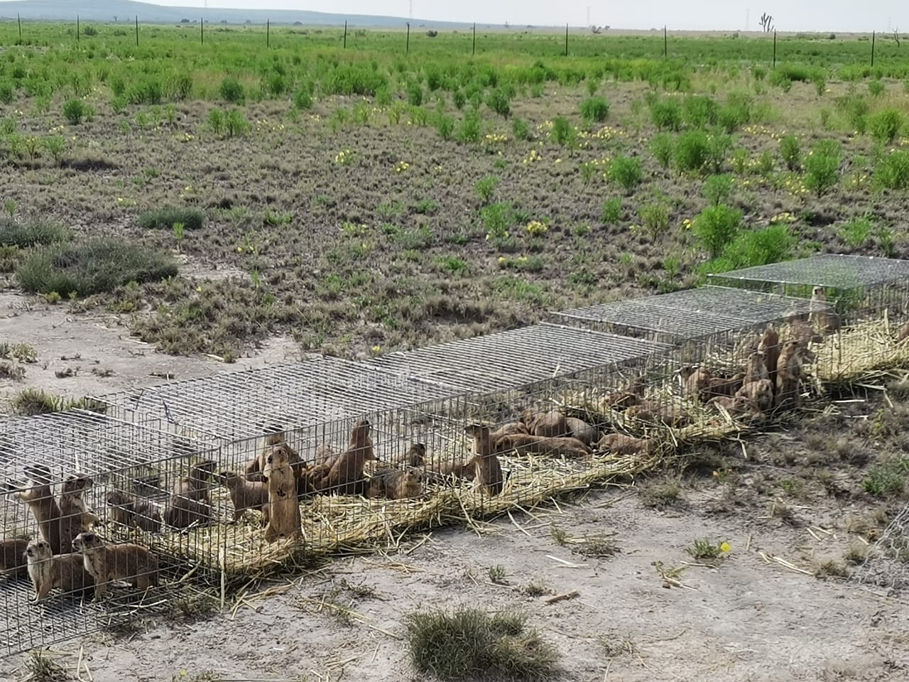 Expansión de frontera agrícola afecta a los perritos llaneros