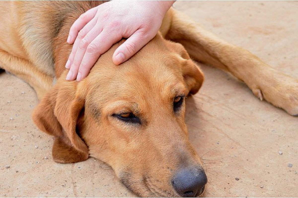 Denuncian colonos de Oceanía envenenamiento de perros