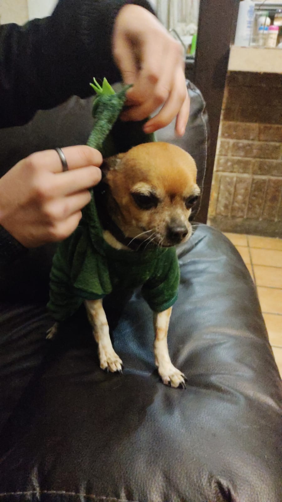 Busca Alan en las calles y redes a su inseparable mascota