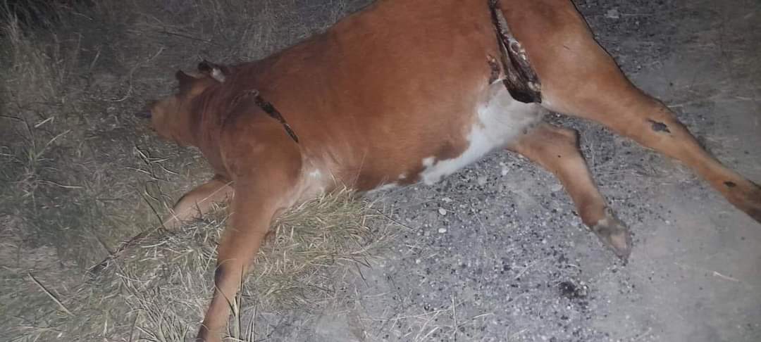 Tráiler impactó reses en la carretera Federal 57