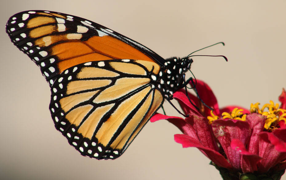 Saltillo no puede ser santuario de la mariposa Monarca