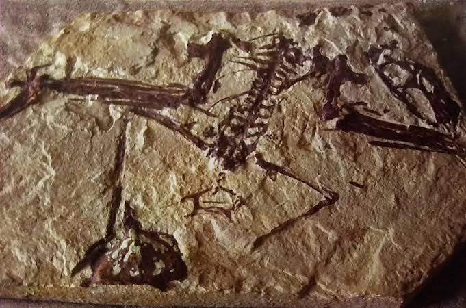 Buscan preservar riqueza paleontológica de Múzquiz