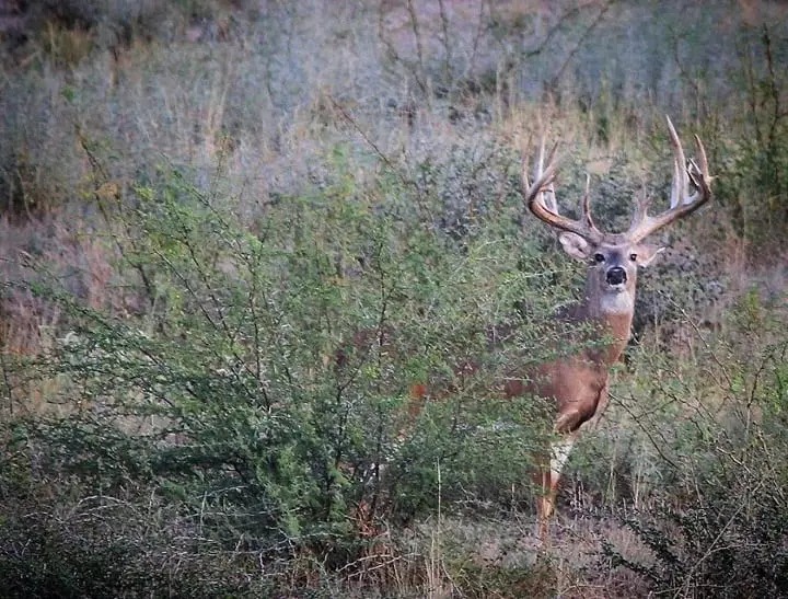 Esperan 500 mil personas en temporada de caza de borrego y venado