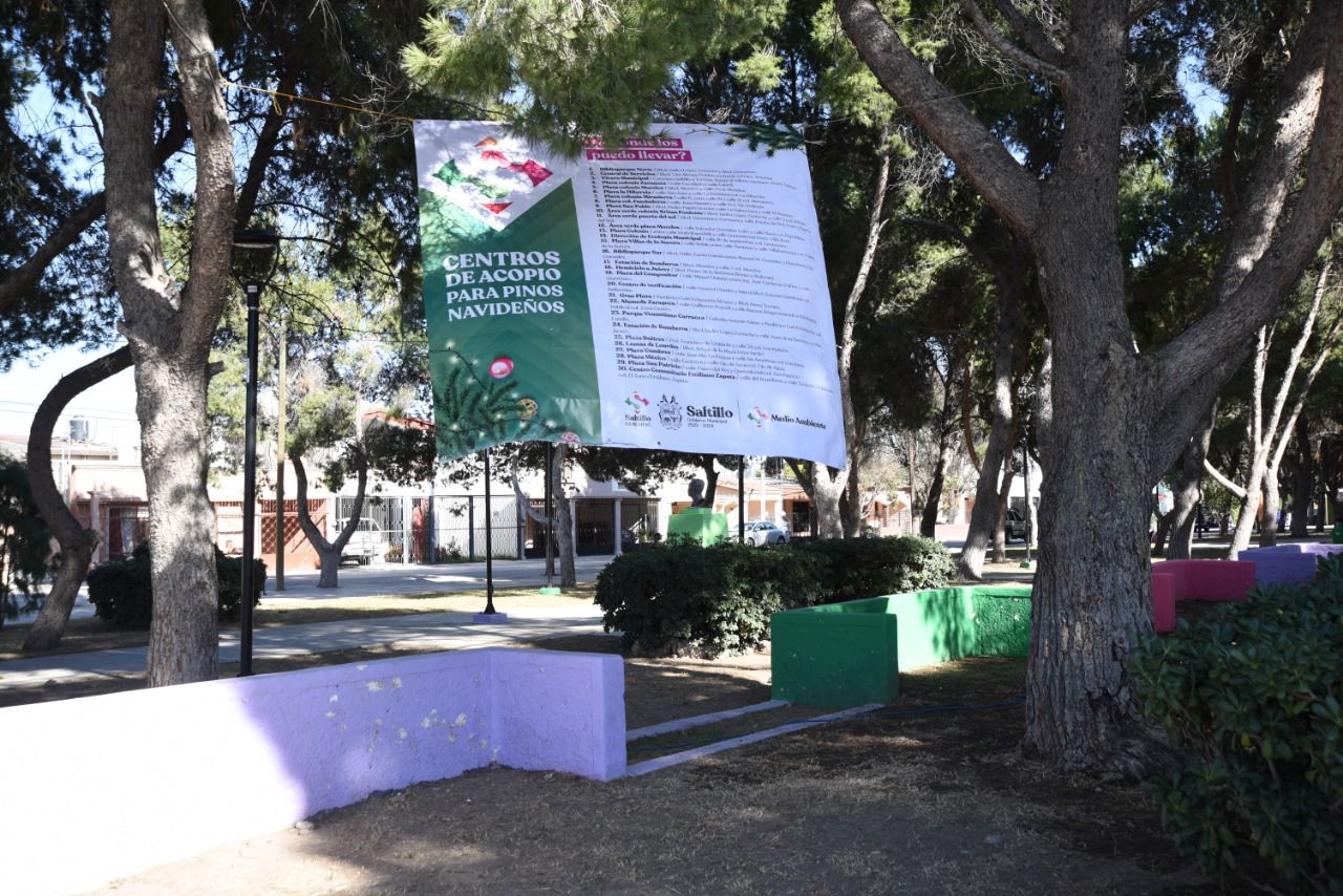Abre Municipio de Saltillo 30 centros de acopio de pinos navideños