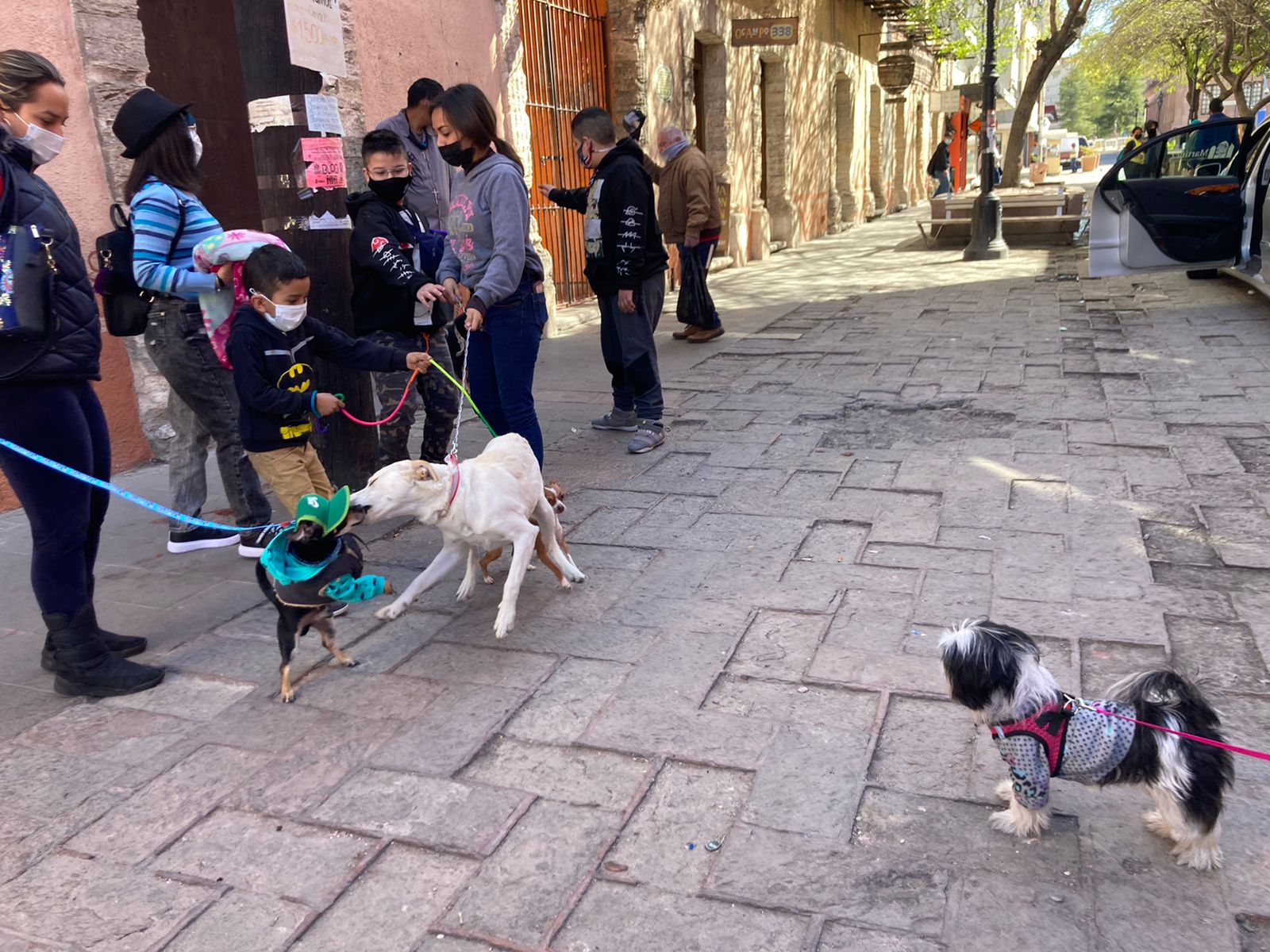 Predomina la apatía por registrar a sus mascotas