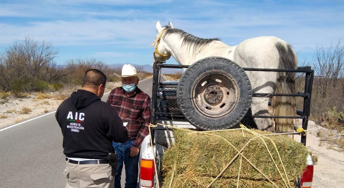 Arrancan operativos vs robo de ganado