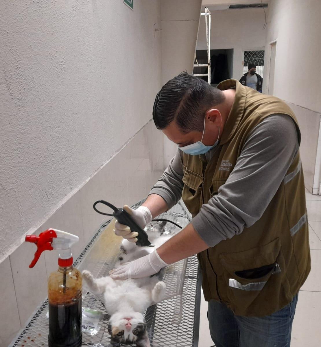 Llevan a cabo jornadas de esterilización de perros y gatos