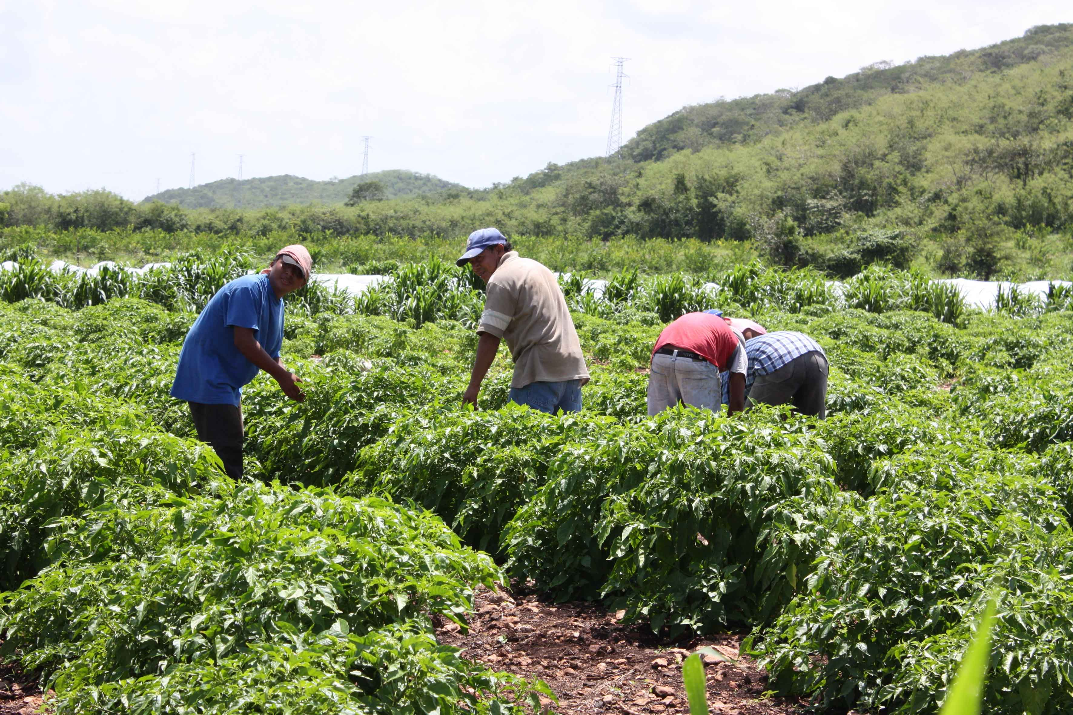 Se darán más apoyos y programas al campo