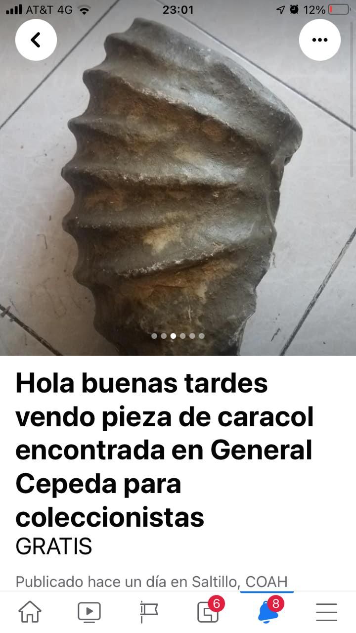 Comercializan fósiles en redes sociales