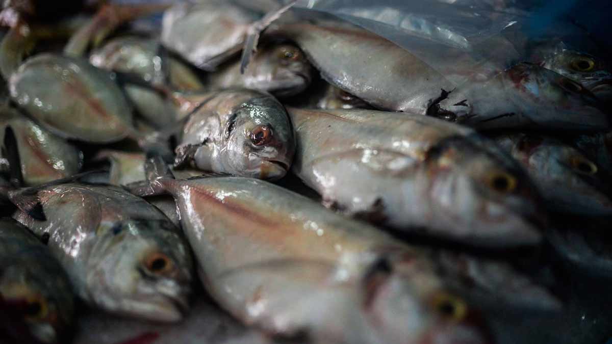 Venden pescado en carnicerías para no perder ingresos