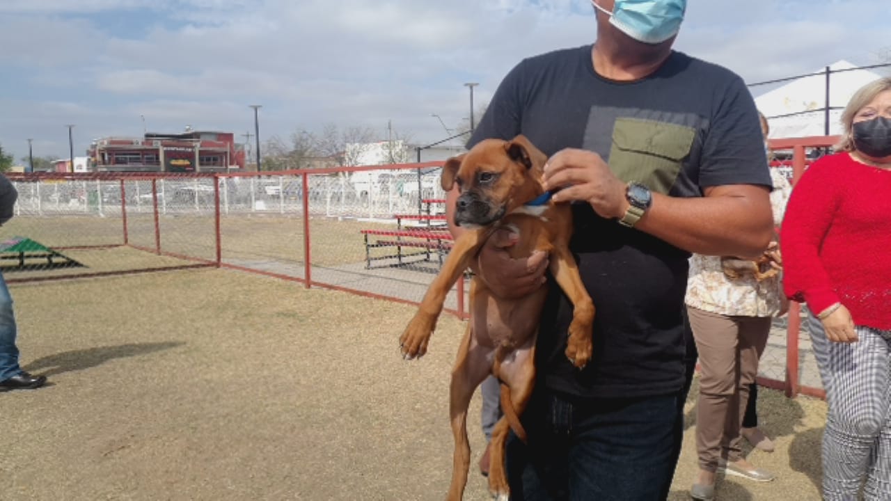 Albergues de perros se ven superados por el sobrecupo