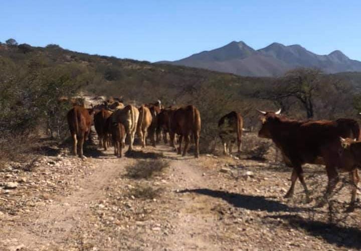 Disminuye robo de ganado en Región Centro