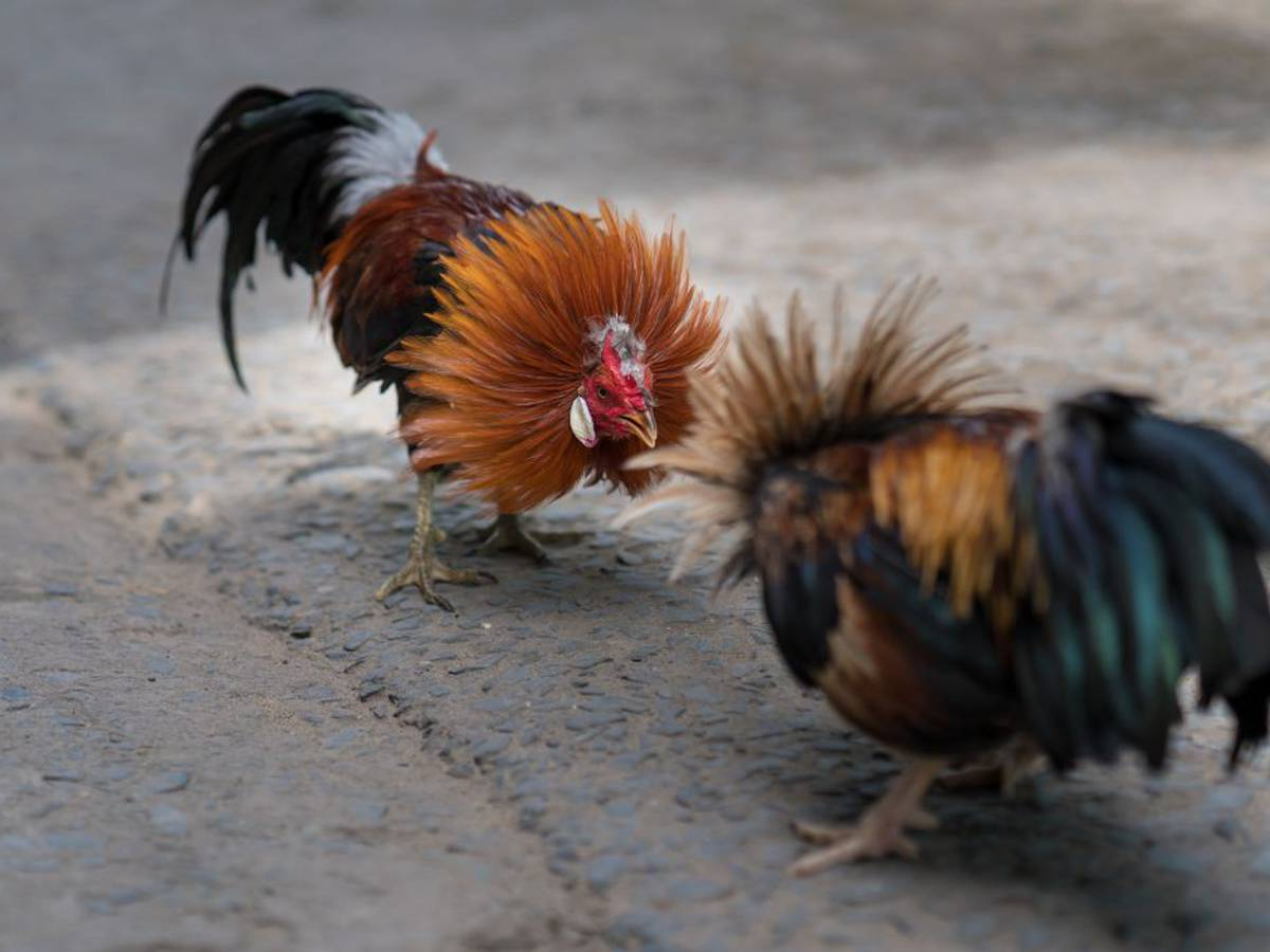 Peleas de gallos