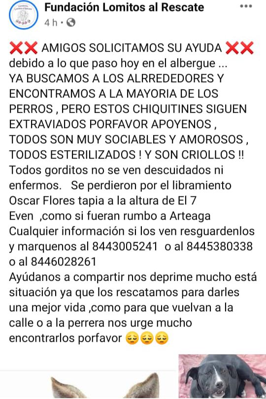 Refuerzan seguridad en la Fundación “Lomitos al rescate”