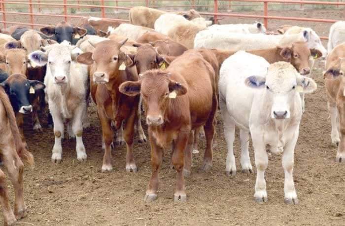 Sequía de dos años merma hatos ganaderos en Múzquiz