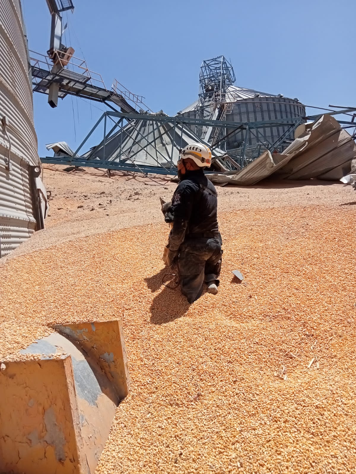 Colapsan silos con toneladas de grano en empresa de Torreón