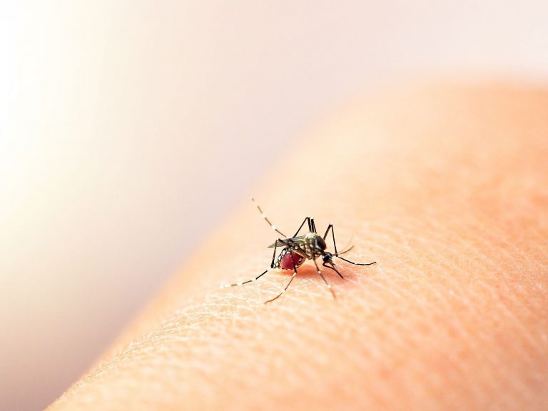 Detectan siete colonias con mosquito transmisor de dengue