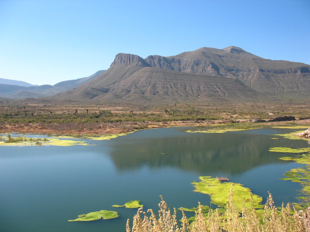 Peleará CEAS por salvar Palo Blanco