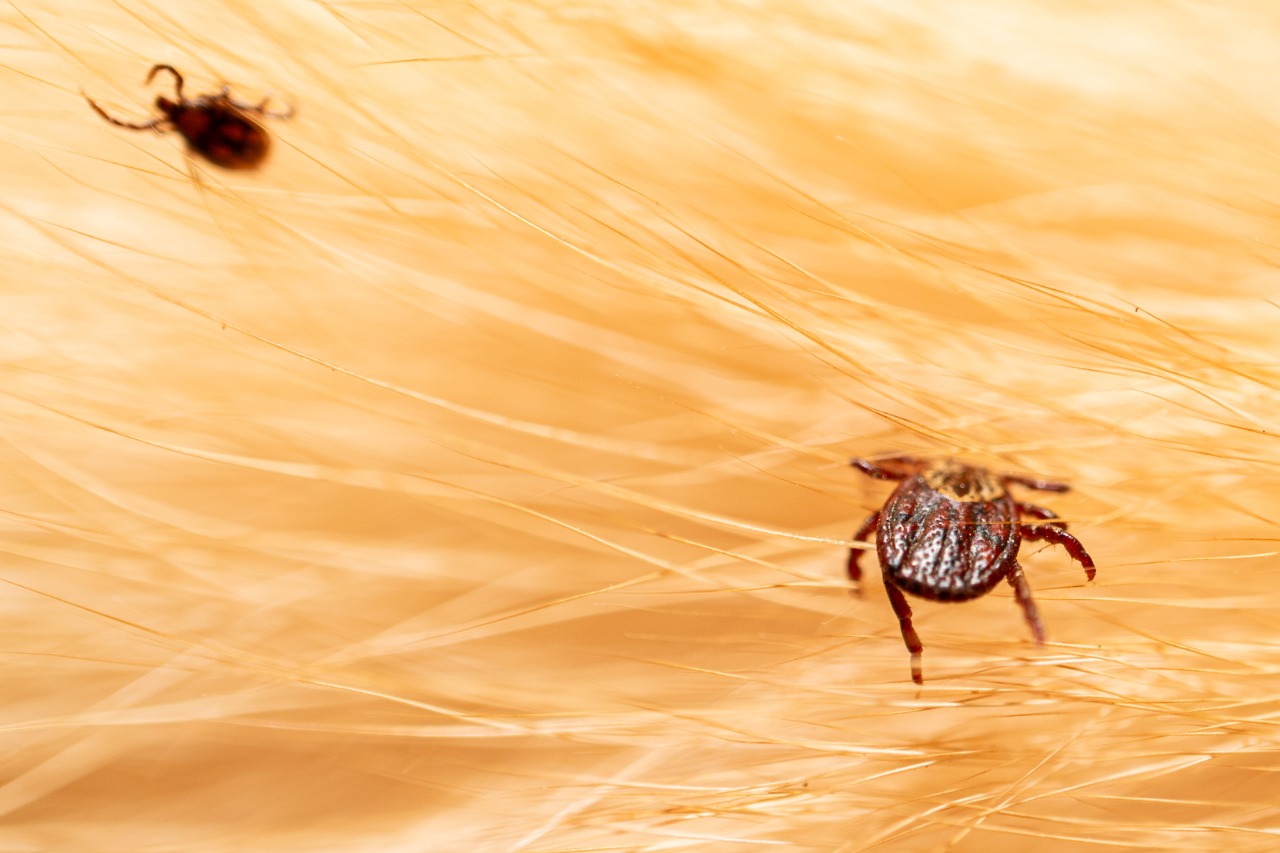 Alerta por garrapatas y otros bichos que matan