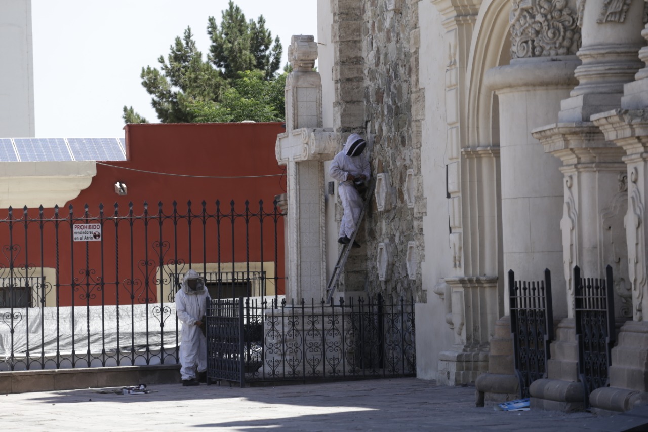 Amenaza de abejas suspende actividades en Catedral