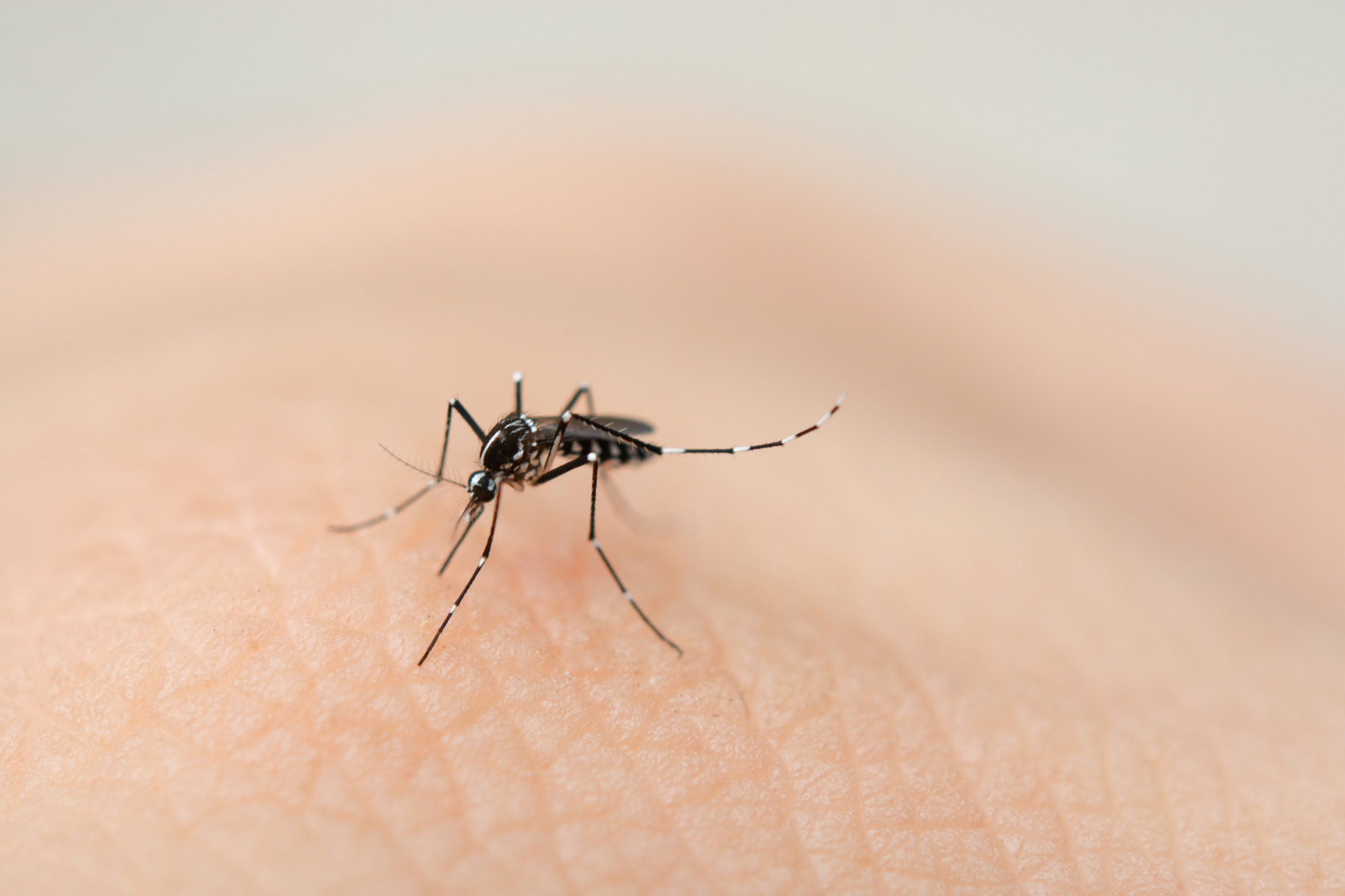 Atiende Hospital Salvador Chavarría picaduras de garrapata, dengue y chicunguya