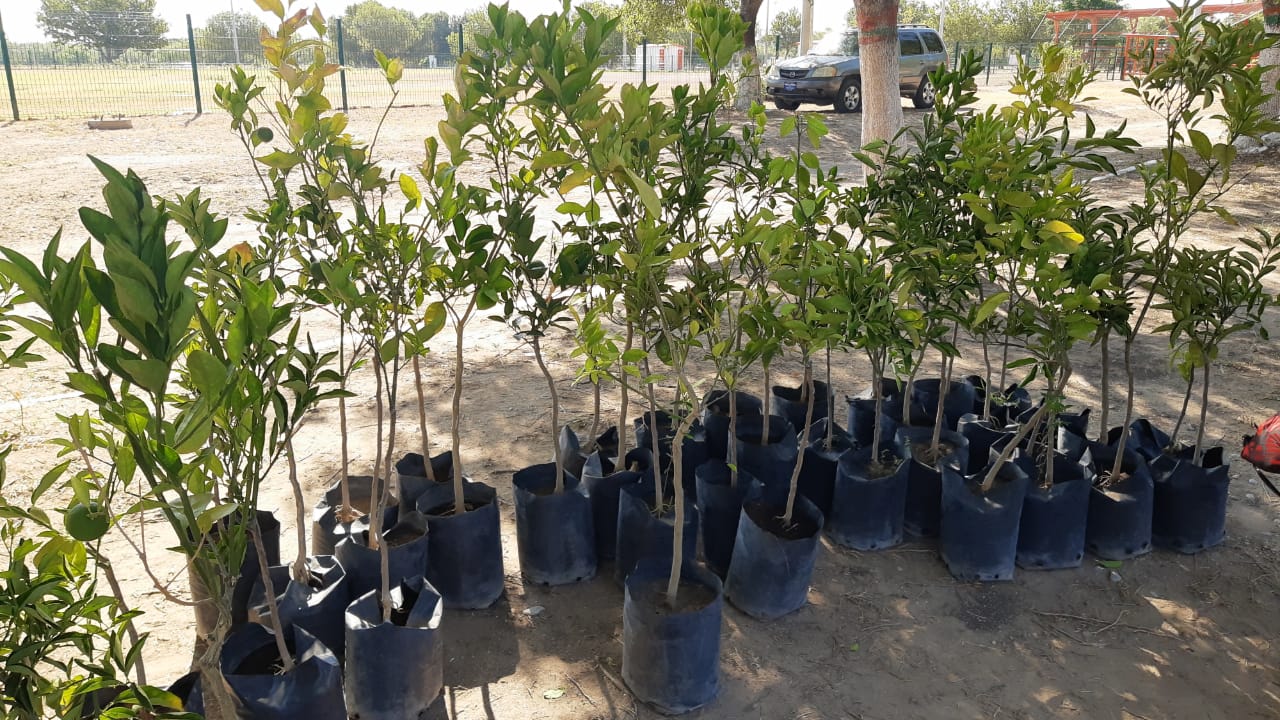 Con campaña de reforestación celebra SMA día del árbol mexicano