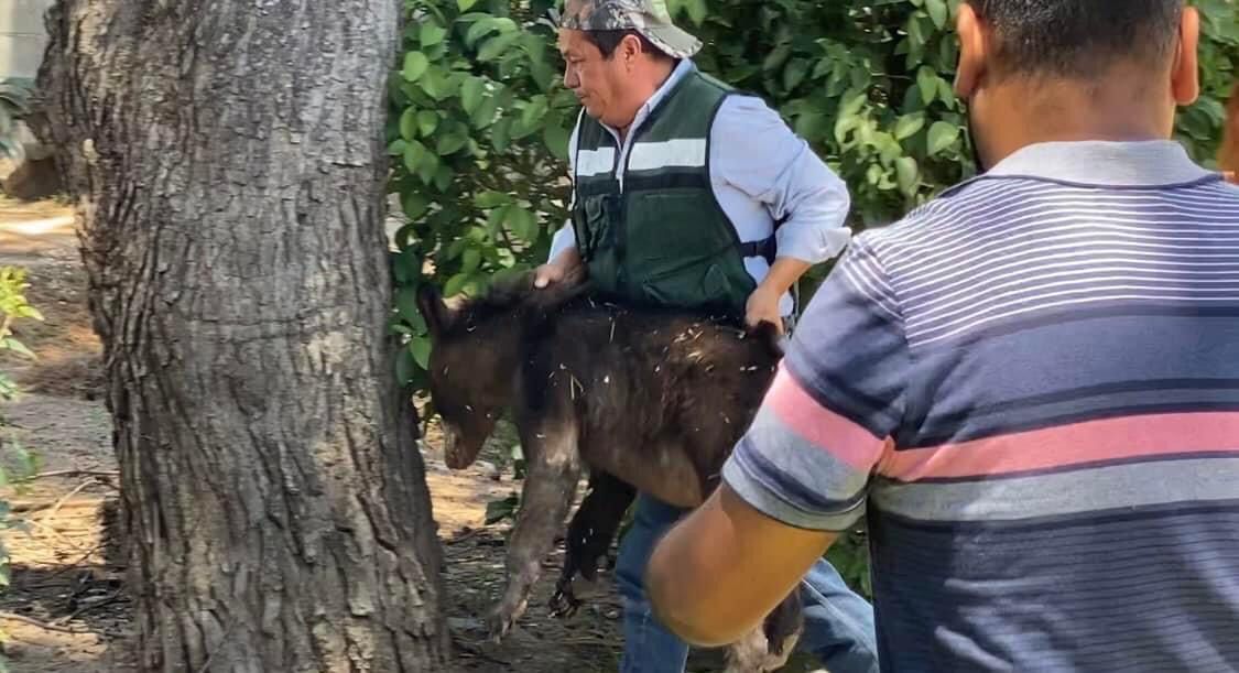 Aseguran a osezno en plaza pública