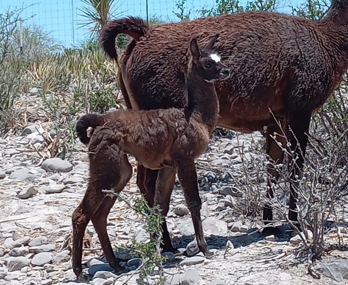 Ecoparque Monclova cuenta con nueva integrante, nació una cría de llama