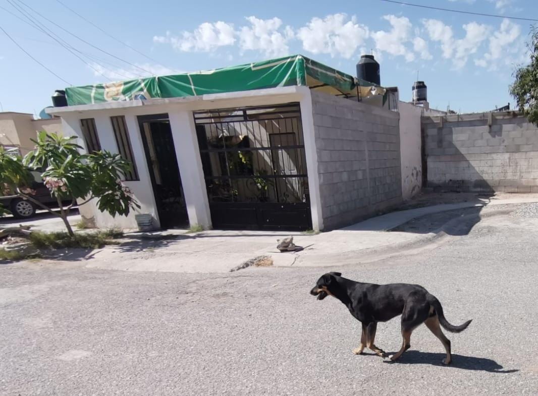 Hasta seis reportes diarios por brotes de garrapatas en Torreón