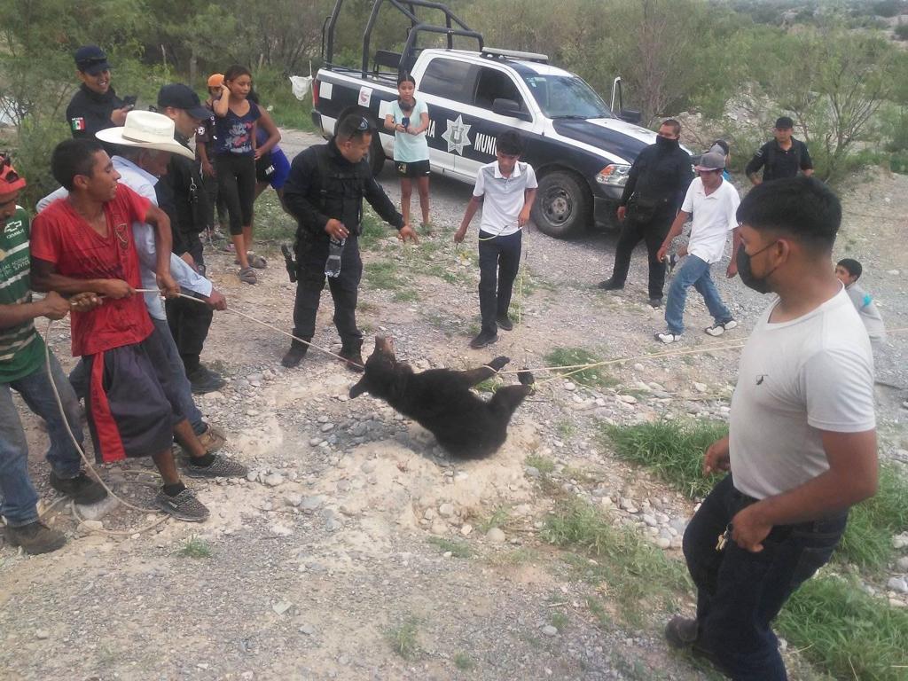 Condenan muerte de osezno en Castaños