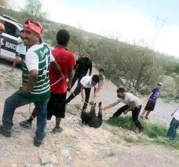 Menores podrían enfrentar a la justicia por muerte de osezna