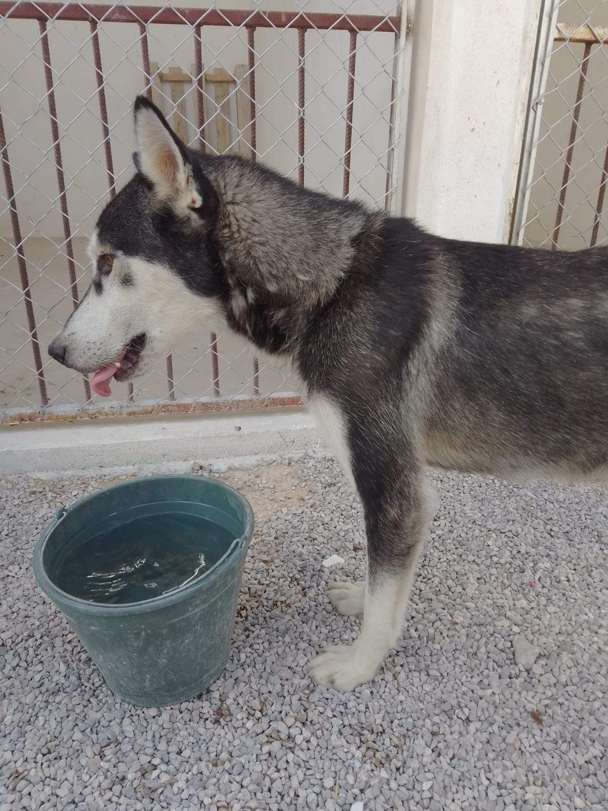 Con orden de cateo rescatan a perro encerrado