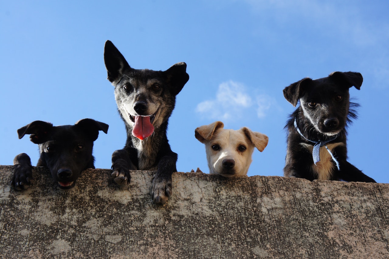 Convoca Icojuve a los jóvenes a participar en el “Croqueton por las mascotas”