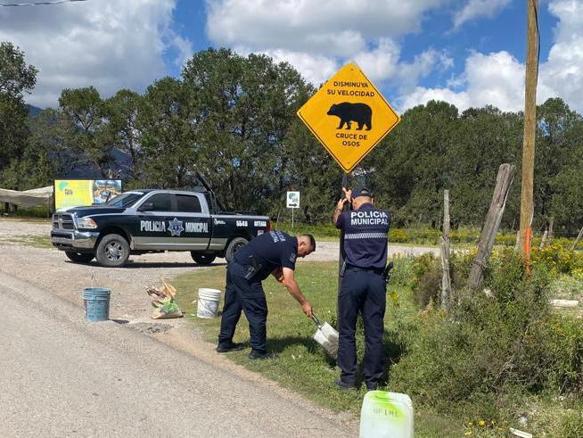 Colocan señalamientos de presencia de osos en la carretera; atropellan a uno