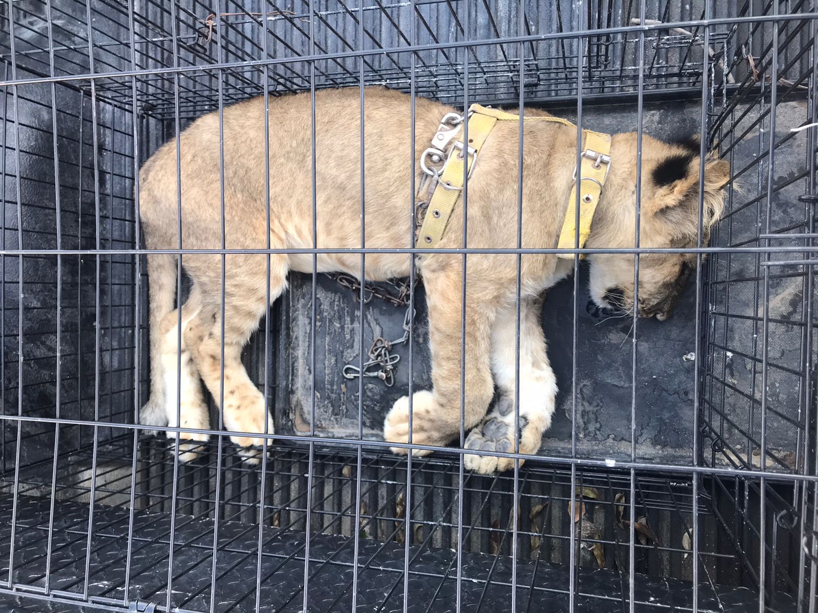 Muere cachorra de león africano incautada a la altura de ejido La Esmeralda
