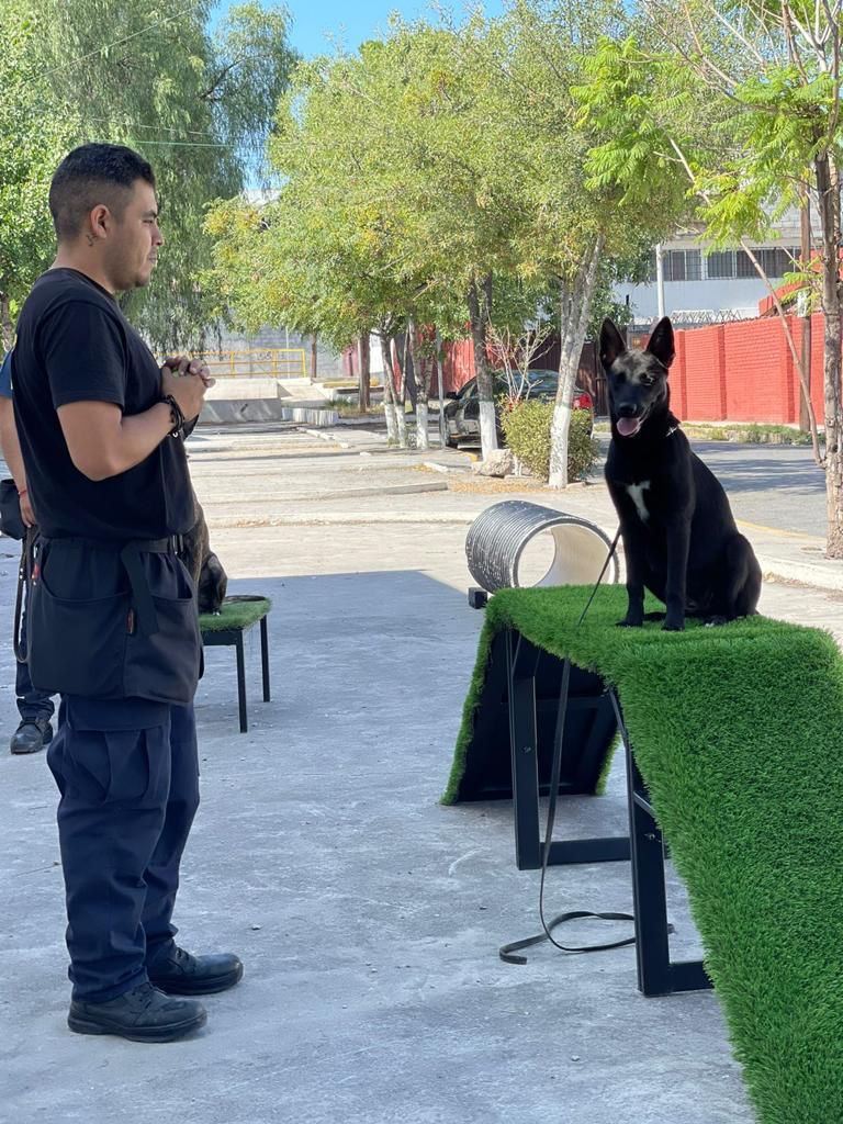 Rescatan a lomita y ahora es elemento del K9