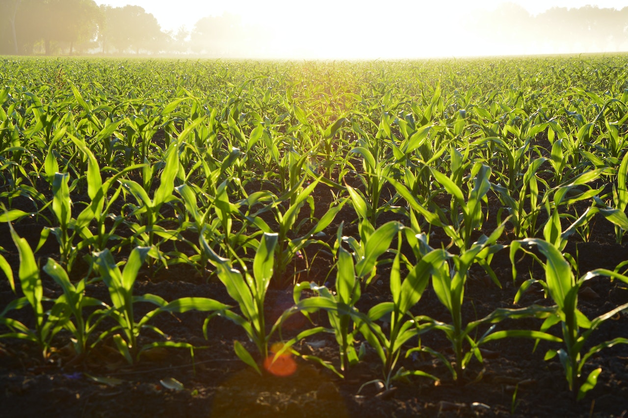 Blindan censo agropecuario 2022