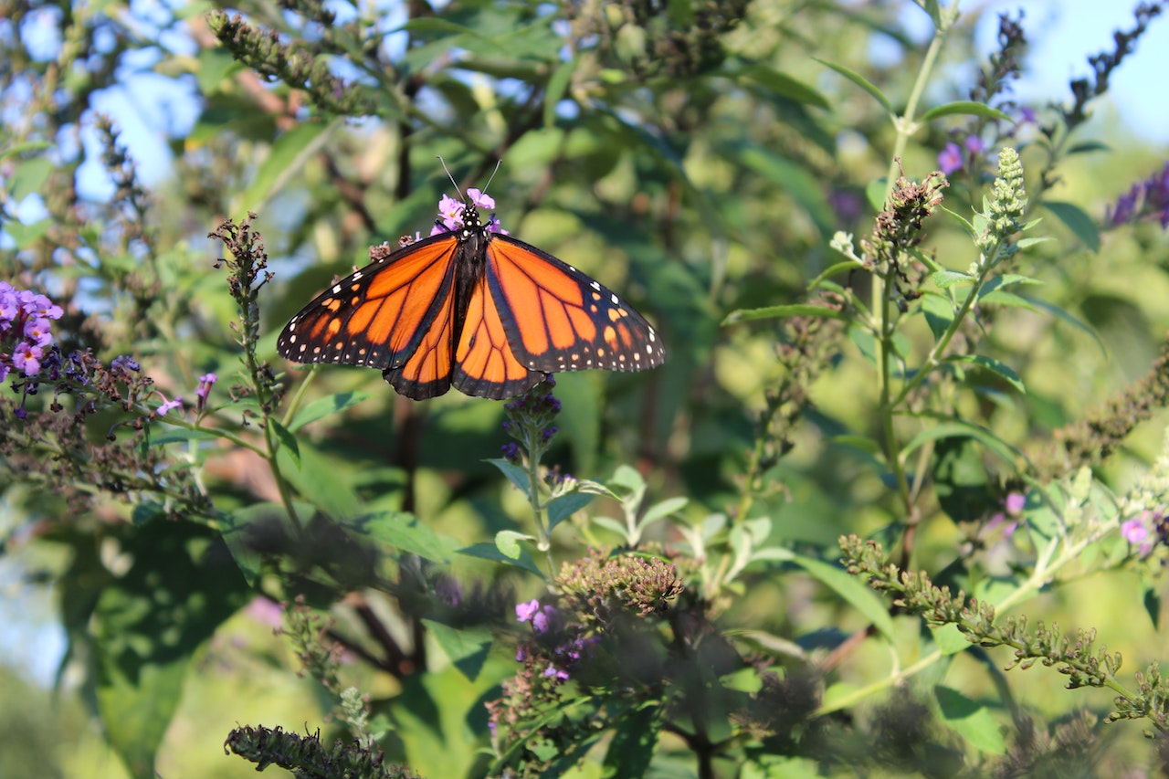 Convoca SMA en Acuña a crear jardines polinizadores para recibir en octubre a la mariposa monarca