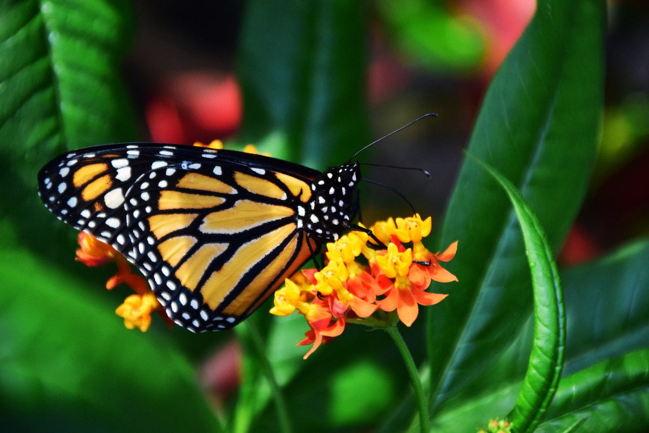 Inicia SMA preparativos para celebrar 30 años del programa Correo Real Mariposa Monarca
