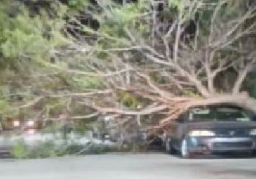 Dejan fuertes vientos solo árboles caídos en techos y sobre automóvil en Acuña y Piedras Negras