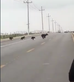 Reportan avistamiento de osos en Otilio González