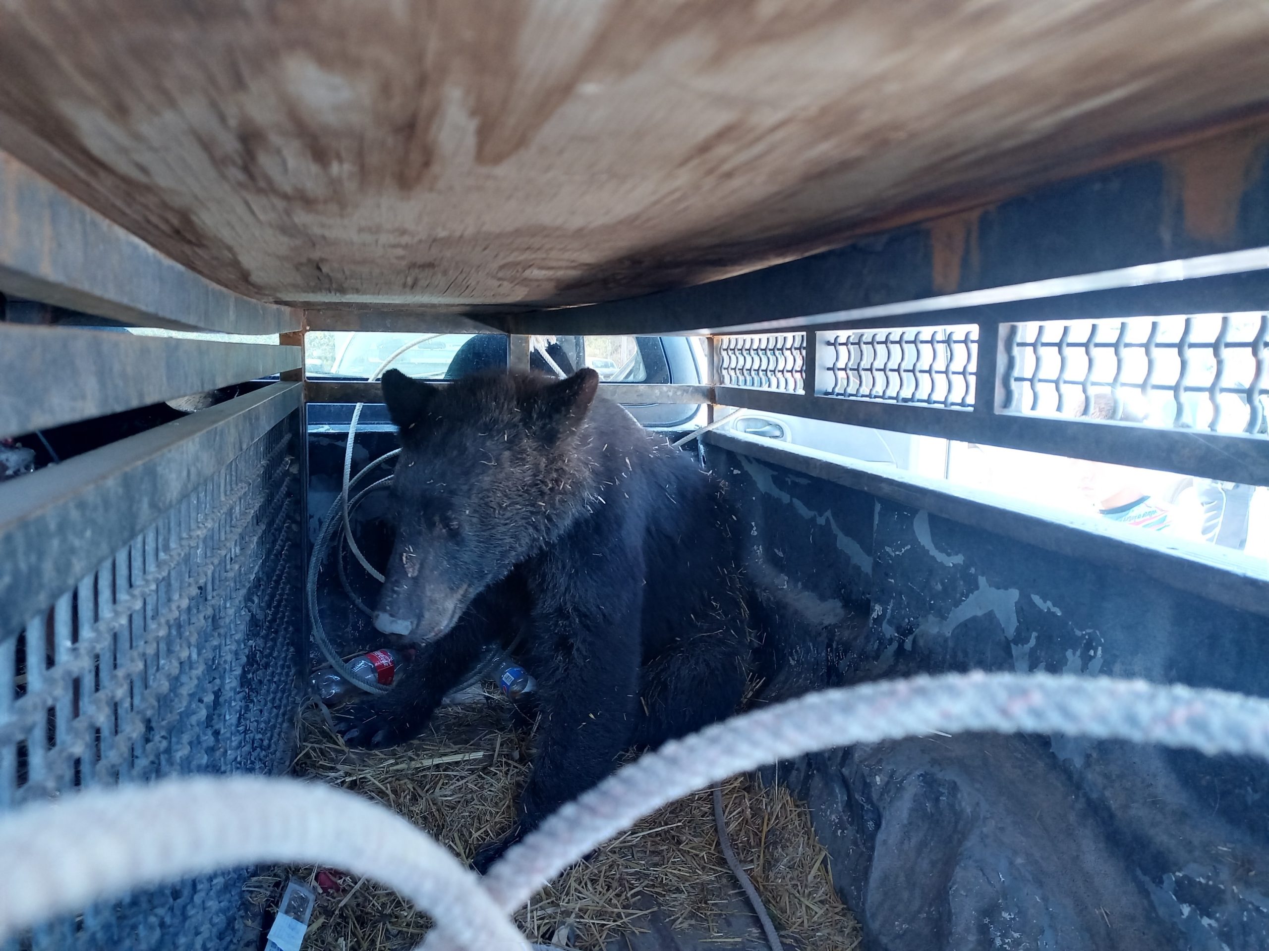 Capturan a dos integrantes de familia de osos en Monclova, falta uno