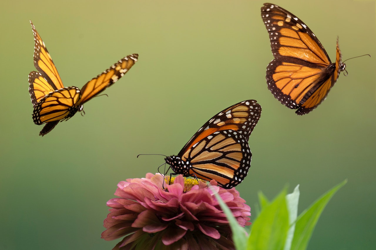 Busca SEMA y Profauna establecer políticas públicas para protección de la ruta migratoria de la monarca